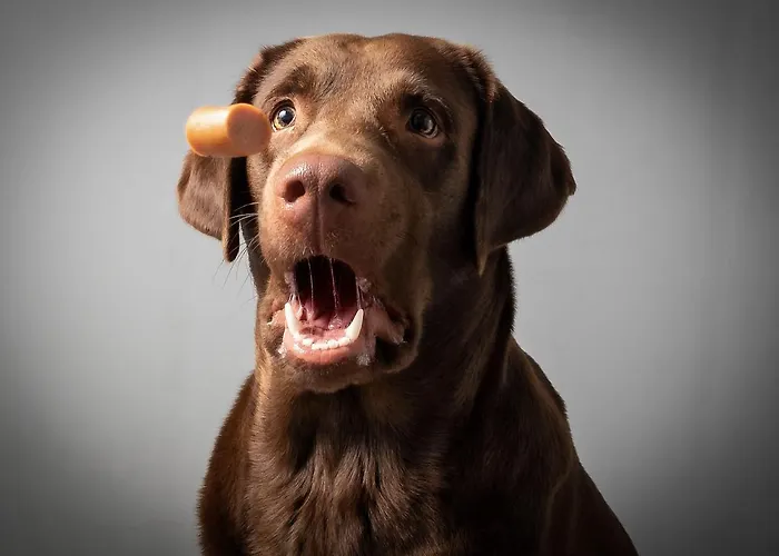 Szálloda Esplanade Dortmund